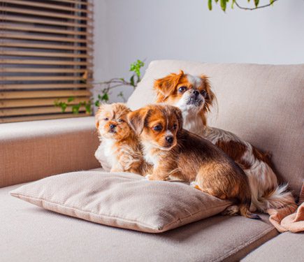 Animais e Pets